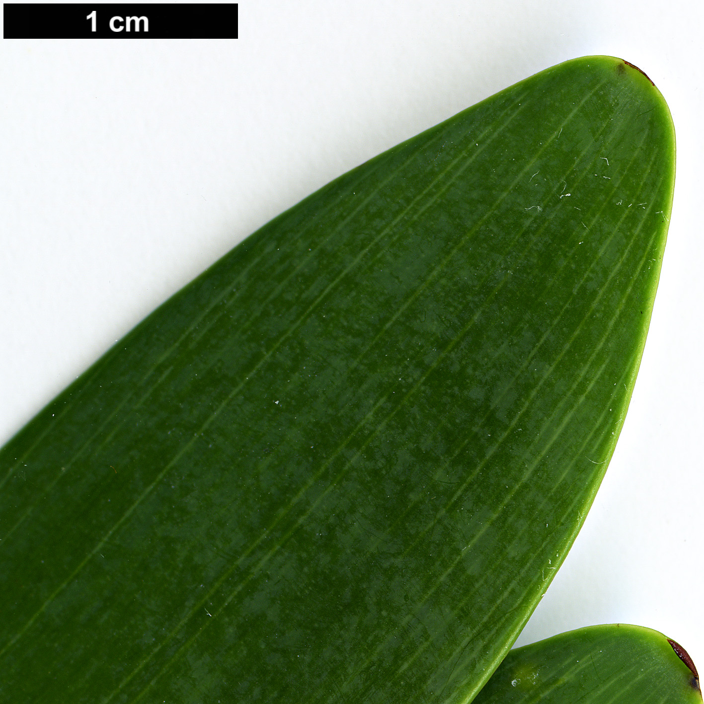 High resolution image: Family: Araucariaceae - Genus: Agathis - Taxon: ovata High resolution image: Family: Araucariaceae - Genus: Agathis - Taxon: ovata